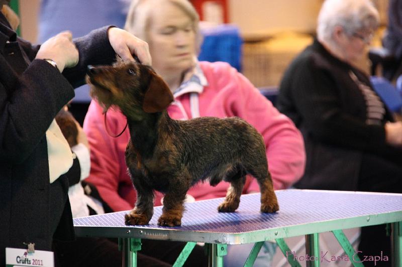 Crufts2011_2 558.jpg